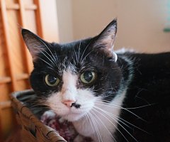 猫写真