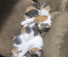 猫写真