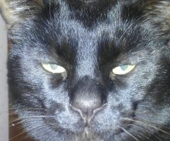 猫写真