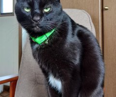 猫写真
