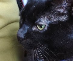 猫写真