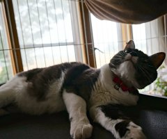 猫写真