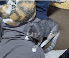 猫写真