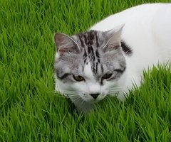 猫写真