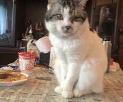 猫写真