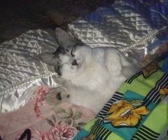 猫写真