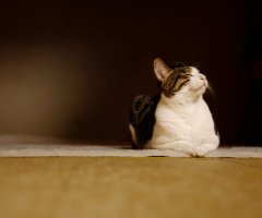 猫写真