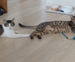 猫写真