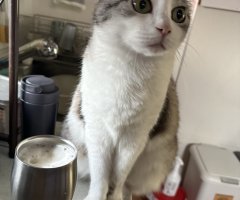 猫写真