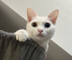 猫写真
