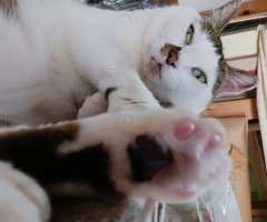 猫写真