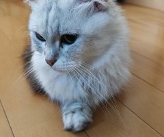 猫写真