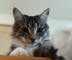 猫写真