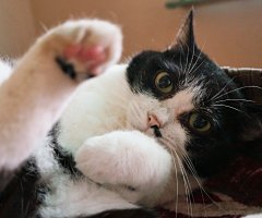 猫写真