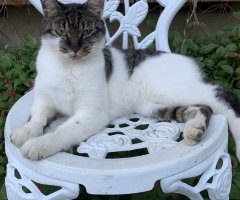 猫写真
