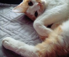 猫写真