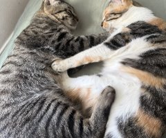 ネコ写真