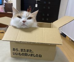 猫写真