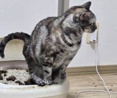 猫写真