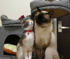 猫写真