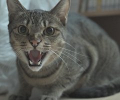 猫写真