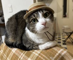 猫写真