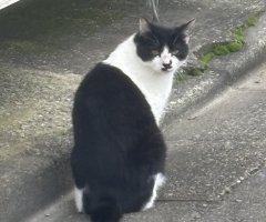 猫写真