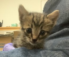 猫写真