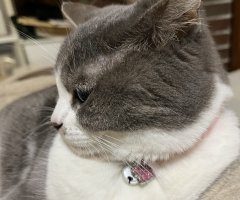 猫写真