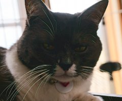 猫写真