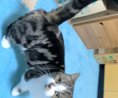 猫写真