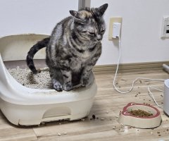 猫写真