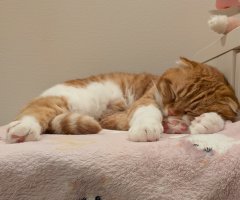 猫写真