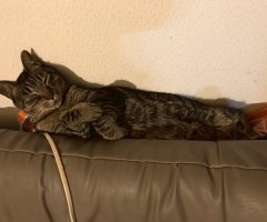 猫写真