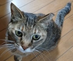 猫写真