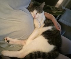 猫写真