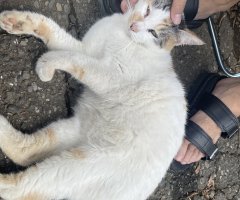 猫写真