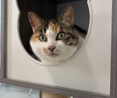 猫写真