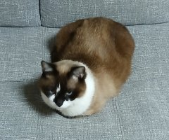 猫写真