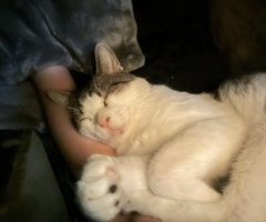 猫写真