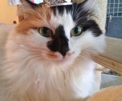 猫写真