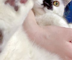 猫写真
