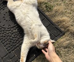 猫写真