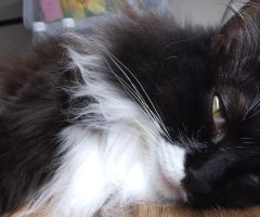 猫写真
