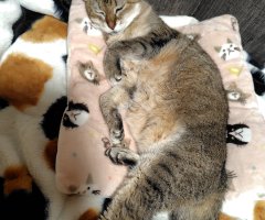 猫写真