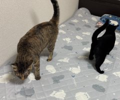 猫写真