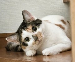 猫写真