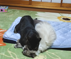 猫写真