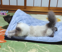 猫写真