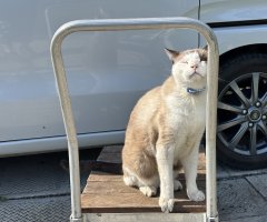 猫写真